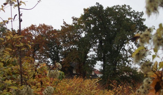  Chênes anciens retirés de la liste des arbres remarquables sur le terrain dit "Croix-Blanche"